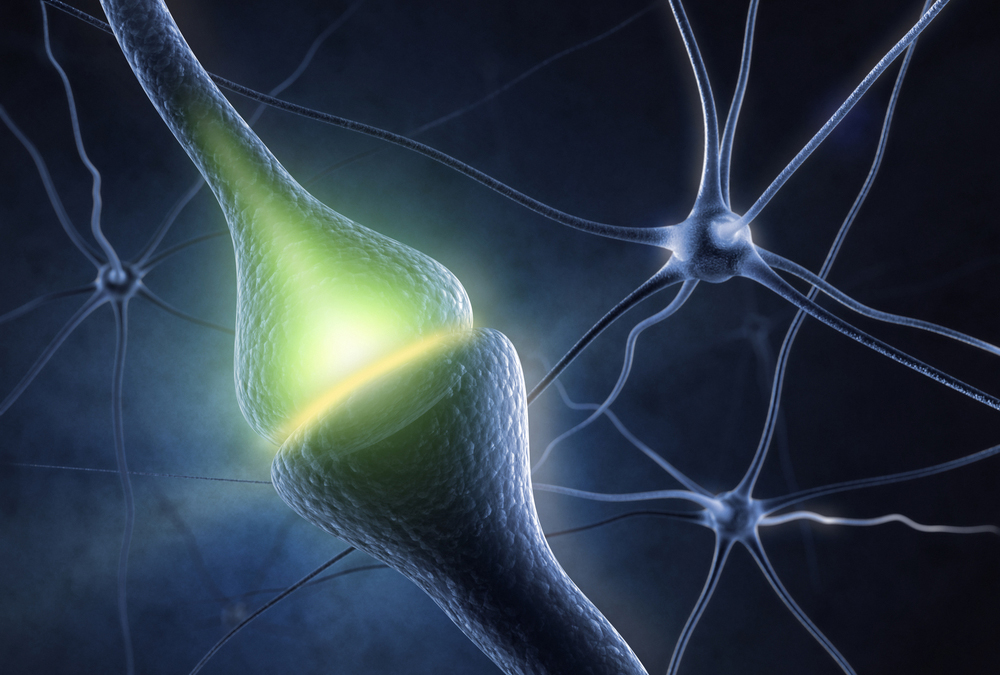 Brain Neuron Synapse