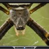 Advanced Media Player Biofeedback Spider Example