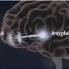 Prefrontal Cortex Amygdala Emotional Connection