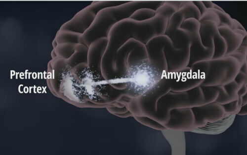Biofeedback Helps Control the Prefrontal Cortex Amygdala Emotional Connection